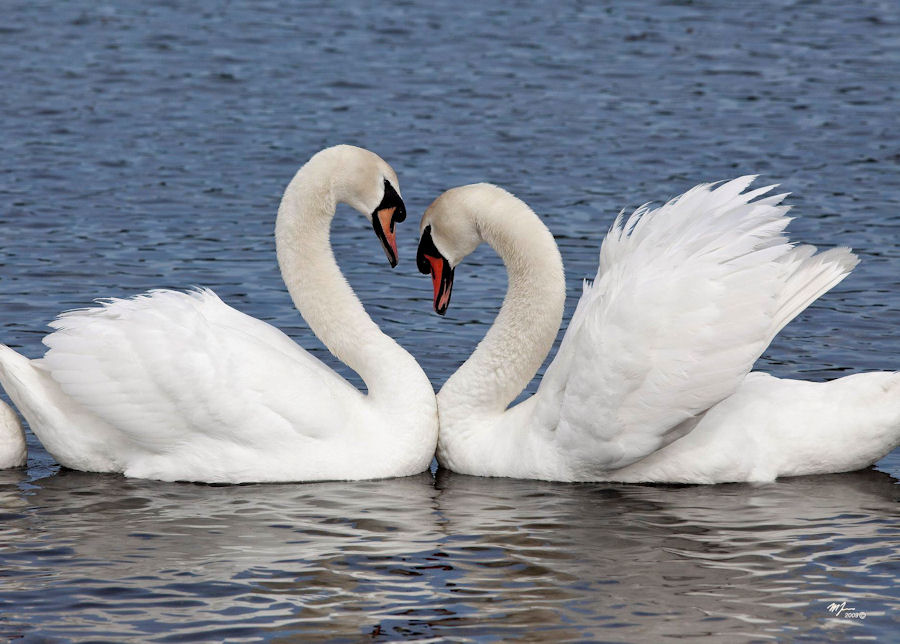 Loving Swans — Martin Kaspers