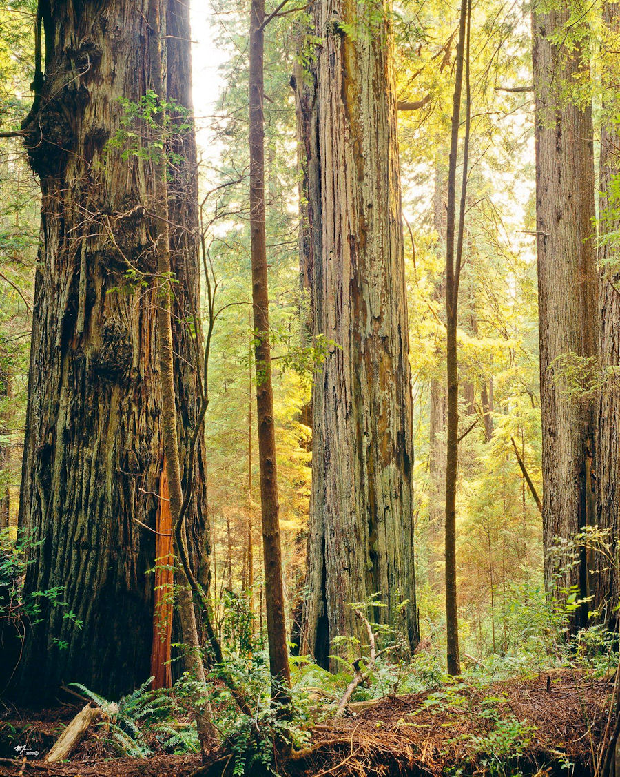 Redwoods — Martin Kaspers